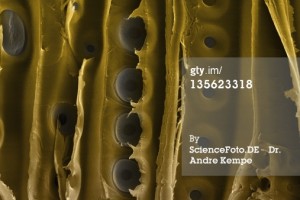 135623318    