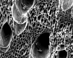 biocharporesurfacespace    